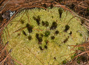 Leucobryum glaucum (pincushion moss, leucobryum moss)