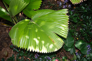 Licuala grandis (ruffled fan palm)
