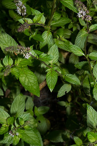 Mentha × (peppermint)