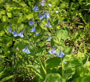 Mertensia virginica (Virginia bluebells)