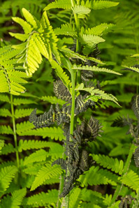 Osmunda claytoniana (interrupted fern)