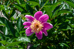 Paeonia lactiflora (peony, Chinese peony)