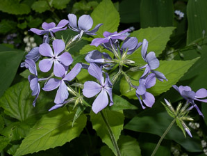 Phlox stolonifera (creeping phlox)