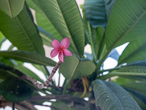 Plumeria rubra (templetree)