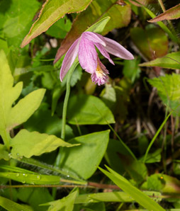 Pogonia ophioglossoides (rose pogonia, snakemouth orchid)