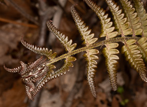 Pteridium aquilinum (bracken, bracken fern, western brackenfern, pasture brake)