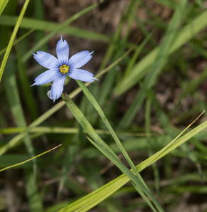 Sisyrinchium angustifolium (blue-eyed grass, narrow-leaved blue-eyed grass, narrowleaf blue-eyed grass)