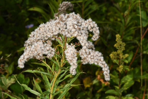 Solidago canadensis (Canada goldenrod)