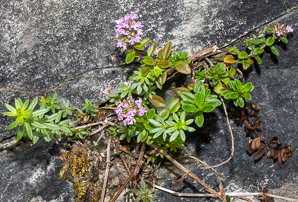 Thymus L. (thyme)