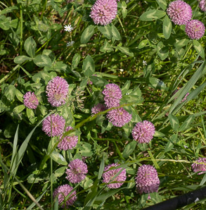 Trifolium pratense (pink clover, red clover)
