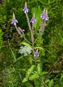 Verbena hastata (blue vervain, blue verbena, swamp vervain, Simpler’s joy, common verbena, swamp verbena)