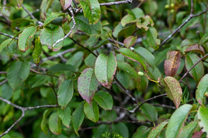 Viburnum lentago (nannyberry, sheepberry, sweet viburnum)