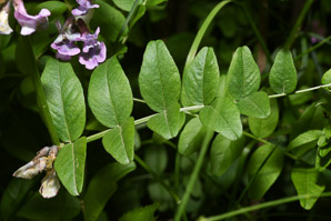 Vicia sepium (bush vetch)