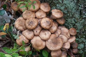 Armillaria ostoyae (dark honey fungus, honey fungus)