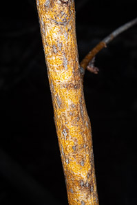 Aurantioporthe corni (golden canker)