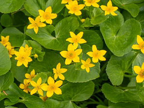 Caltha palustris (marsh marigold, kingcup, yellow marsh marigold)