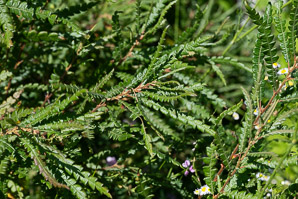 Comptonia peregrina (sweetfern, sweet fern)