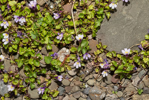 Cymbalaria muralis (ivy-leaved toadflax)