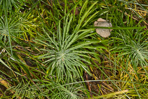 Euphorbia cyparissias (cypress spurge, spurge)