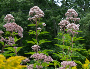 Eutrochium fistulosum (hollow Joe-Pye weed, trumpetweed, purple thoroughwort)