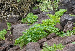 Exodeconus miersii (Galápagos shore petunia, trompeta de orilla)