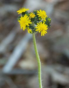 Hieracium caespitosum (field hawkweed, yellow hawkweed, meadow hawkweed, king devil, yellow paintbrush, devil’s paintbrush, yellow devil, yellow fox-and-cubs, yellow king-devil)