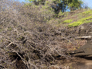 Hippomane mancinella (manchineel tree, manchineel)