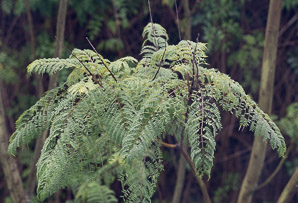 Jacaranda mimosifolia (jacaranda, black poui)