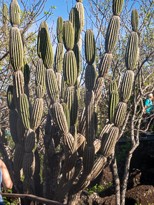 Jasminocereus thouarsii (candelabra cactus)