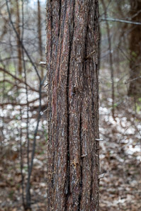 Juniperus virginiana (Eastern redcedar, red cedar, eastern juniper, red juniper, pencil cedar, eastern red cedar)
