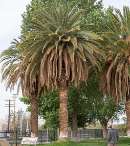 Phoenix canariensis (Canary island date palm)