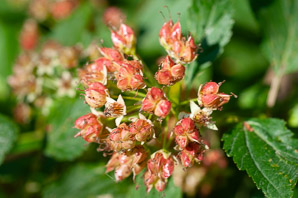 Physocarpus opulifolius (Atlantic ninebark, common ninebark, ninebark)