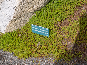 Sedum sexangulare (tasteless stonecrop)