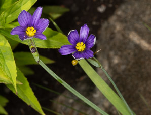 Sisyrinchium angustifolium (blue-eyed grass, narrow-leaved blue-eyed grass, narrowleaf blue-eyed grass)