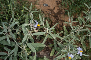 Solanum elaeagnifolium (silverleaf nightshade, prairie berry, silverleaf nettle, white horsenettle, silver nightshade, bull nettle, tomato weed, trompillo, buena mujer, tomatito de buena mujer, pera)
