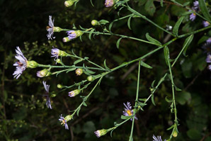 Symphyotrichum oolentangiense (sky blue aster, skyblue aster)