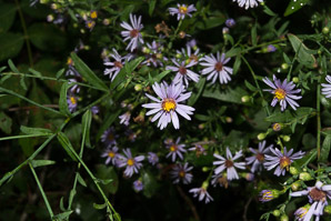 Symphyotrichum oolentangiense (sky blue aster, skyblue aster)