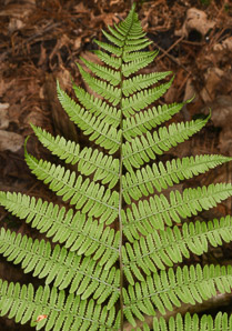 Thelypteris noveboracensis (New York fern)