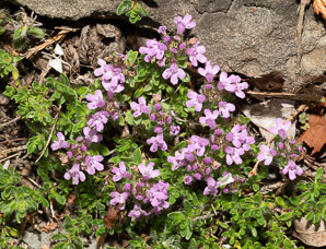 Thymus praecox (thyme)