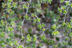 Tiquilia galapagoa (gray matplant, tiquilla)