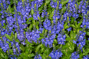 Veronica austriaca (broadleaf speedwell)