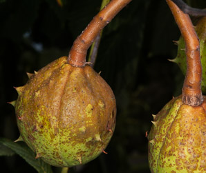 Aesculus hippocastanum (horse chestnut)