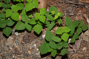Amphicarpaea bracteata (American hog-peanut, ground bean, American hogpeanut)