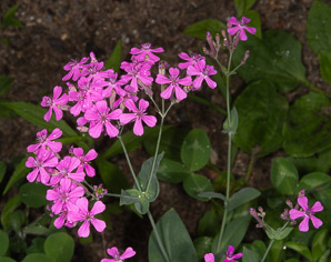 Atocion armeria (sweet William catchfly)