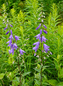 Campanula rapunculoides (creeping bellflower, rampion bellflower, rover bellflower)