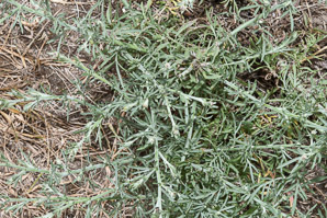 Centaurea stoebe (spotted knapweed)