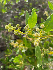 Conocarpus erectus (buttonwood, button mangrove, green buttonwood)