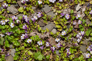Cymbalaria muralis (ivy-leaved toadflax)