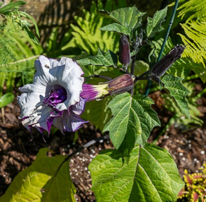 Datura metel (dhatūra (धतूरा), Indian thornapple, Hindu datura, metel, devil’s trumpet, angel’s trumpet)
