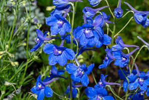 Delphinium grandiflorum (Siberian larkspur, Chinese delphinium)